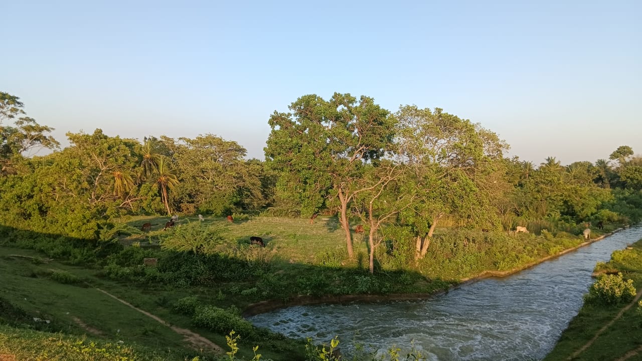 Garden view